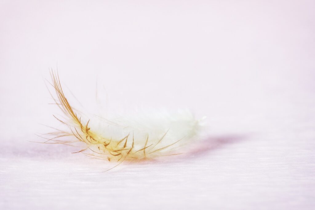 eine weiß-gelbe Feder liegt am Boden auf einem rosa Hingergrund