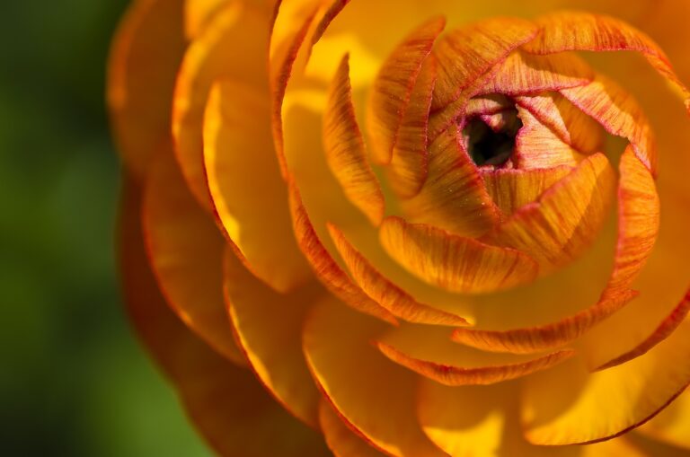 Dotterblume gelborange, nur der Blütenkopf ist zu sehen