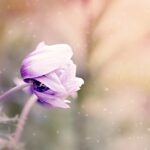 eine lila blüte ist zu sehen, und dahinter ist ein verschwommener Hintergrund zu sehen