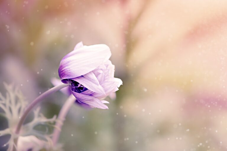 eine lila blüte ist zu sehen, und dahinter ist ein verschwommener Hintergrund zu sehen