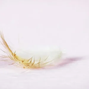 eine weiße Feder auf einem rosa Hintergrund